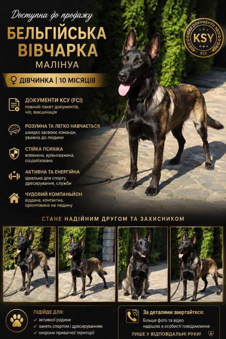 Дівчинка, Бельгійська вівчарка «Малінуа»
