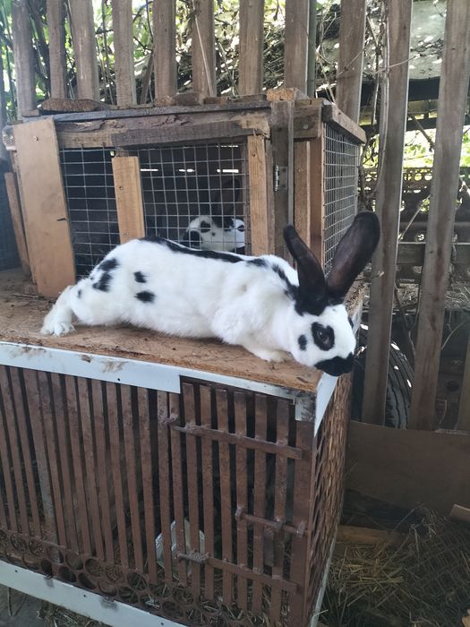 Продам самку німецького строкача