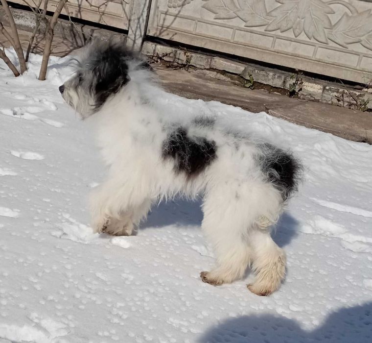 Одіси не для виставок і розведення