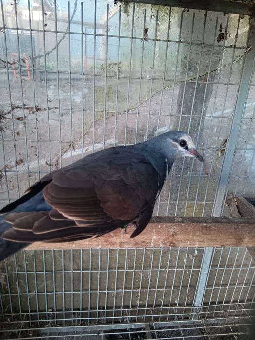 Pombo wonga 2026