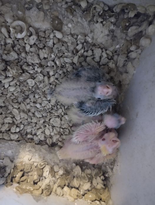 Caturras para criar a mão
