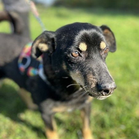 Mały lękusek Ken czeka na dom