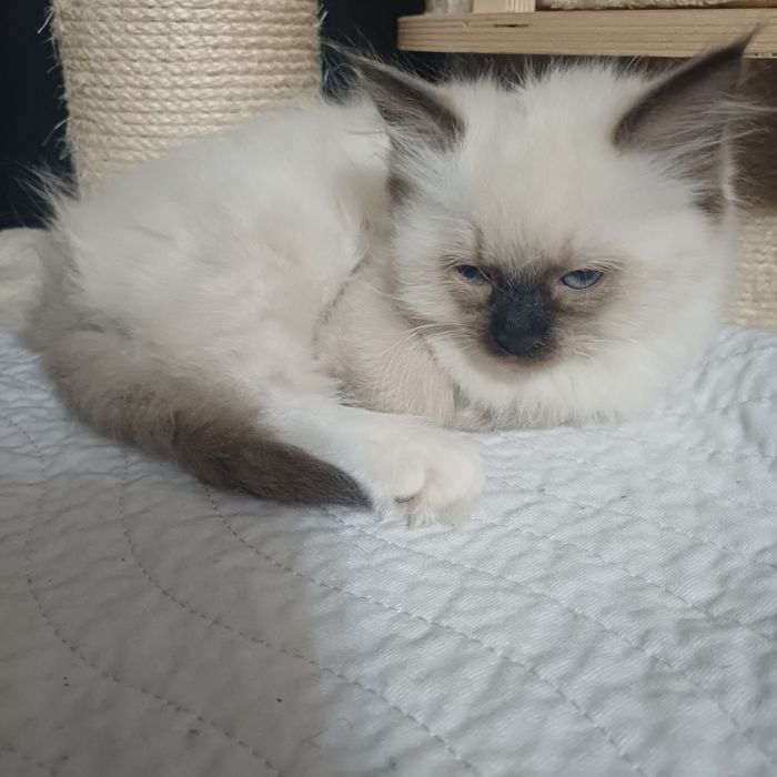 Kotka ragdoll gotowa do zmiany domu