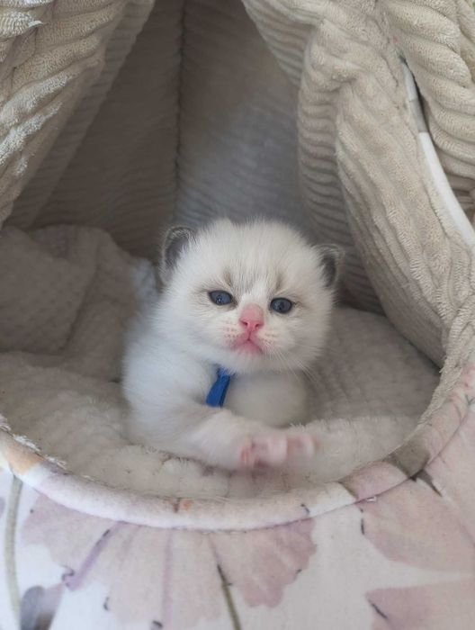 Kocurek rasy Ragdoll.