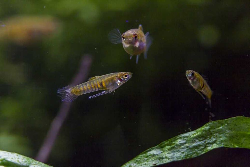 Zestaw do nano Drobnotka x4 krewetki niebieskie x8 rośliny wysyłka