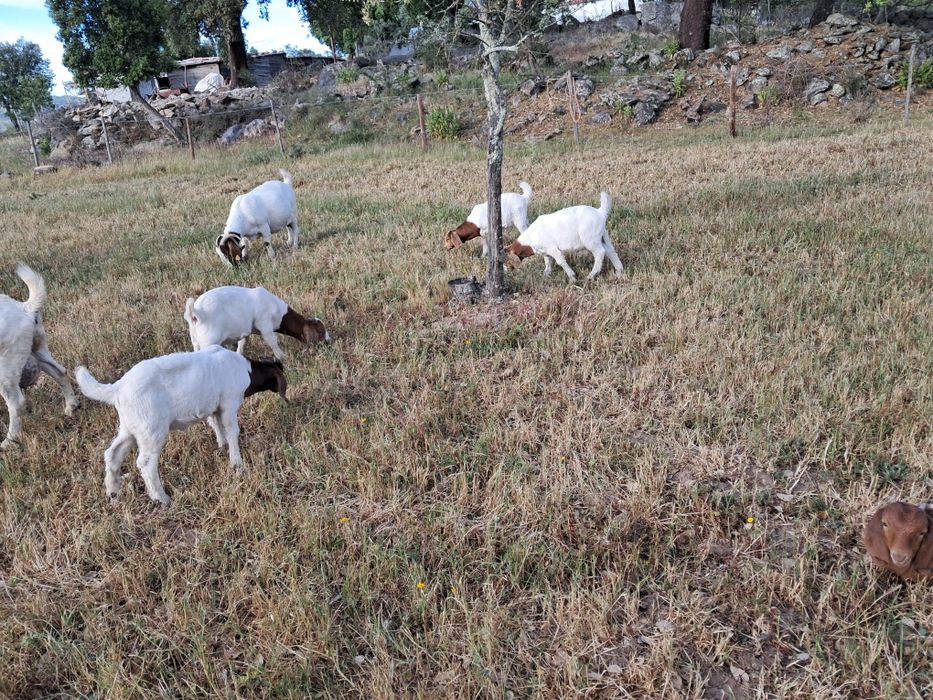 Casais boer puros
