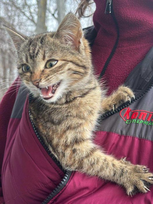 Маленька гарна киця шукає господаря