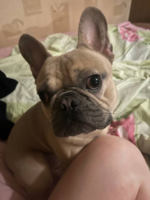 Вязка французкий бульдог