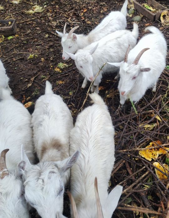 Молоденькі козочки та козлики