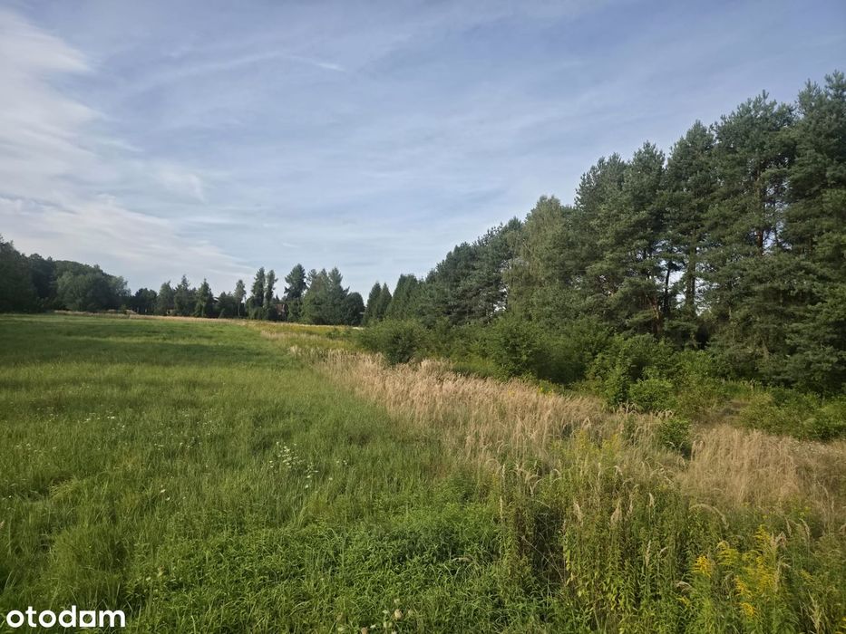 Duża działka w spokojnej i zielonej okolicy 8 km od Rybnika i 4 km A1 - Widok 4
