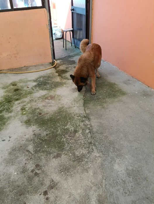 Casal cães para adoção