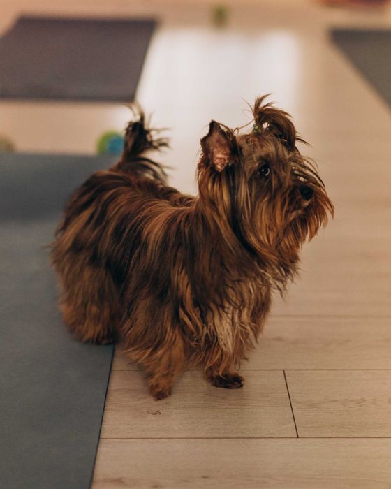 Бівер Терьєр, (Biewer Terrier), Кольоровий Йорк, Одеса