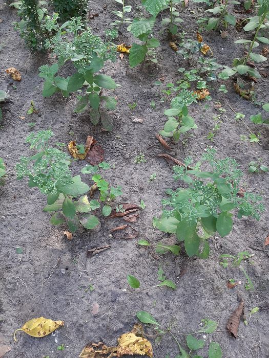 Очіток видний рожевий Седум