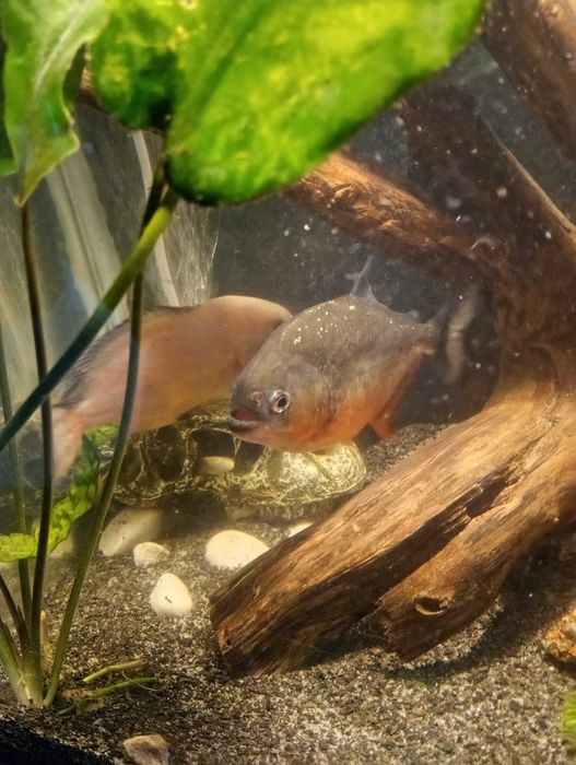 Piranie pacu/natterera