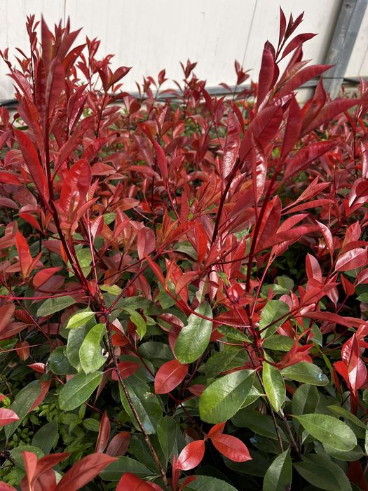 Photinia Red Robin