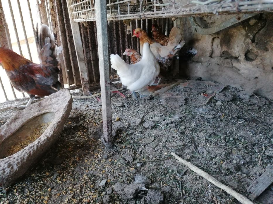 Garnizés para venda