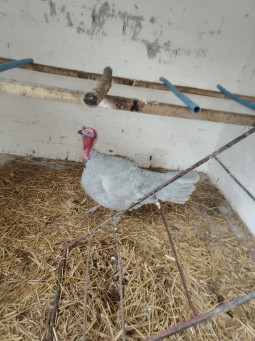 Indyki  lawendowe JAJA LEGOWE