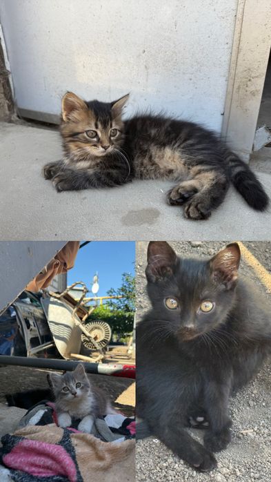 Отдам котят в добрые руки