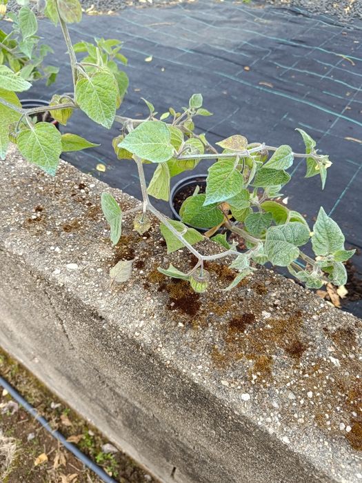 Phisalis disponíveis