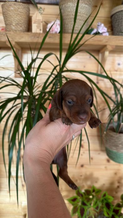 Menina Teckel  Chocolate