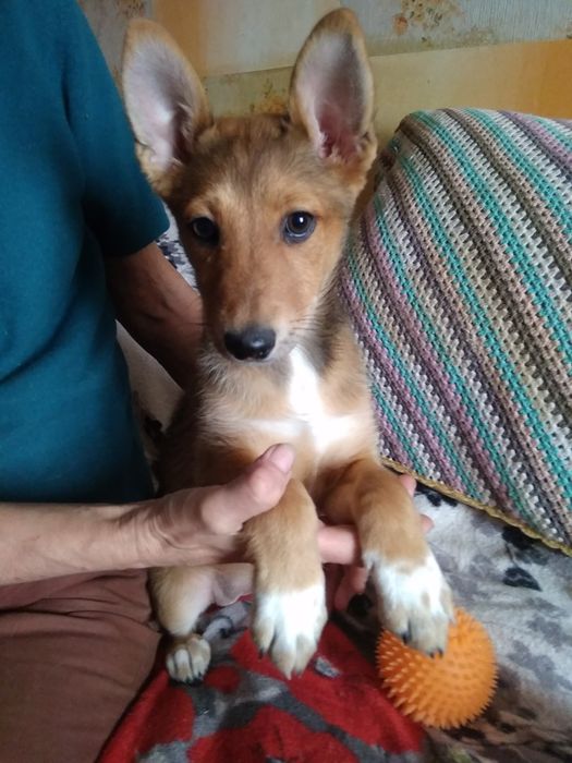 3мес. "Лисёнок"-девочка, полностью ухоженная.Спокойная,ласковая!