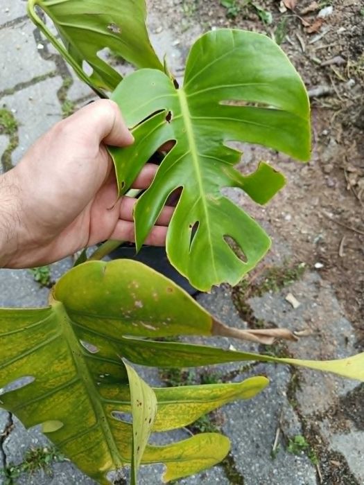 Monstera - Costela de Adão