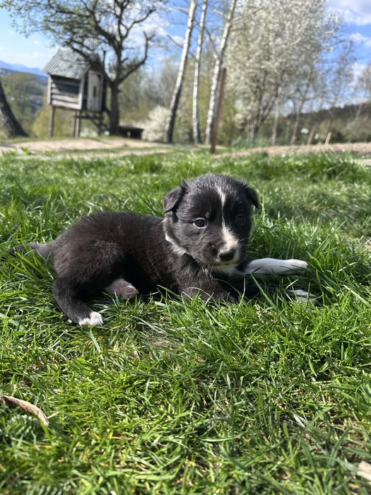 Piesek Border collie