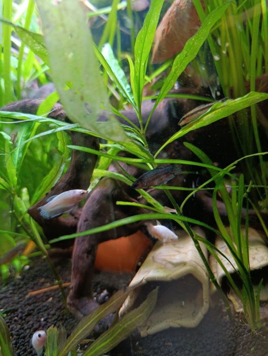 Bettas fêmeas...
