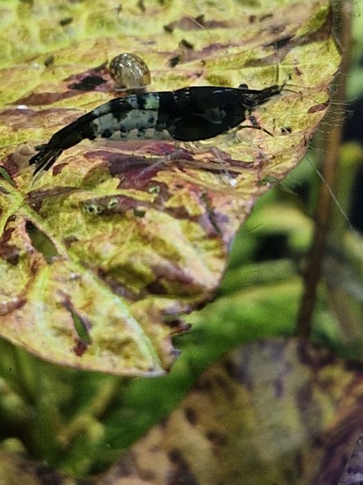Krewetki neocaridina blue rili