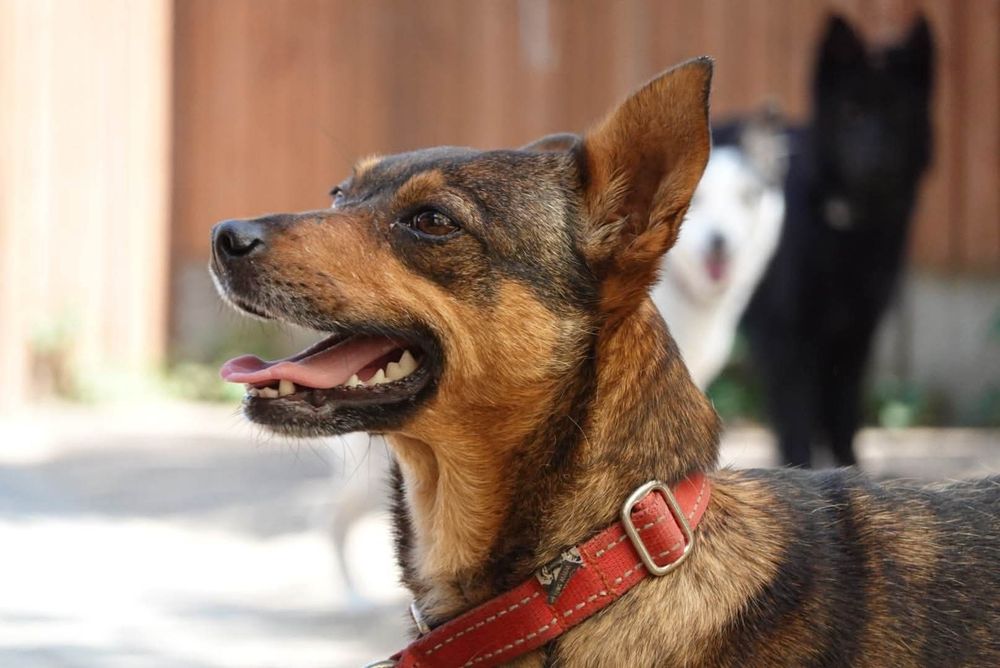 Fiona i Leoś psi duet do adopcji!