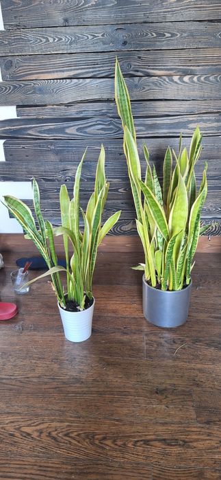 Sansevieria kwiat