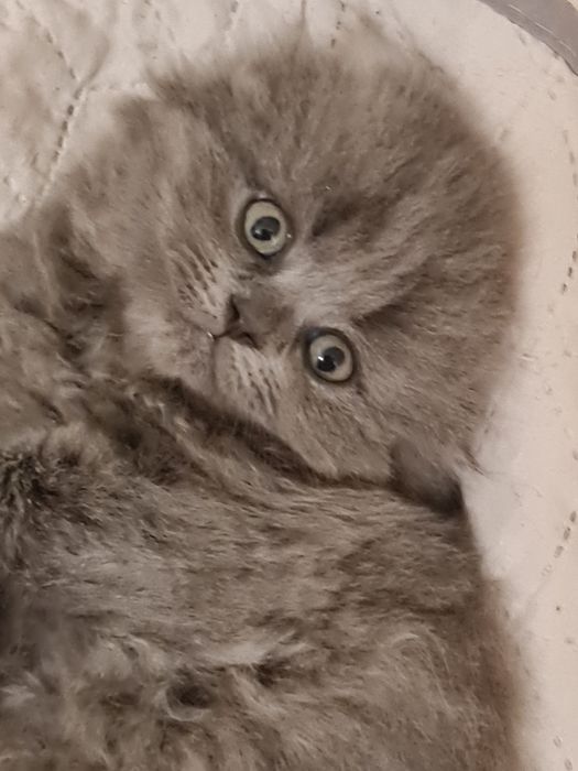 Шотландські кошенята