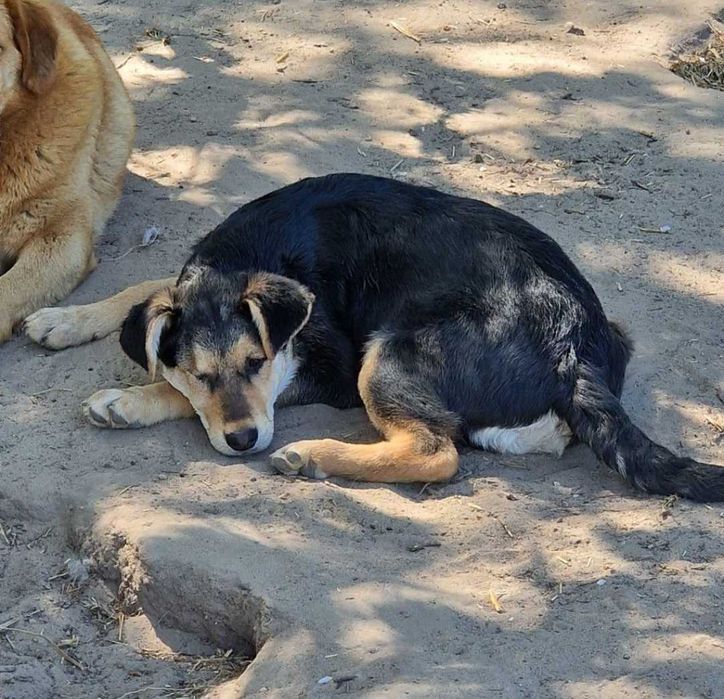 Pełna energii suczka do adopcji.