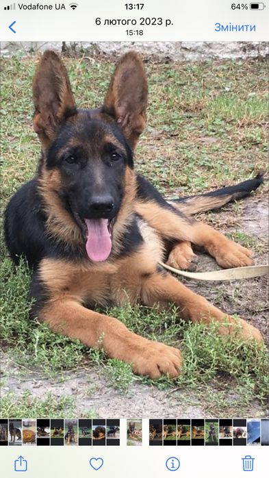 Цуценята чистокровної німецької вівчарки