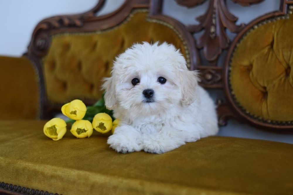 Елітні кремові цуценятка мальтипу міні