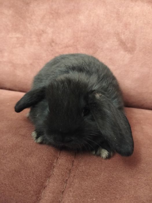 Mini lop z domowej hodowli