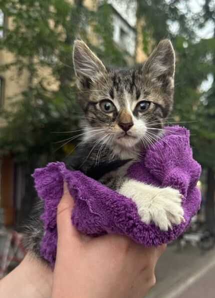 Котик шукає перетримку/дім Івано-Франківськ