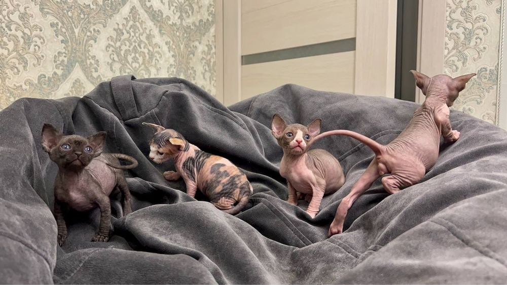 Канадські сфінкси бронь