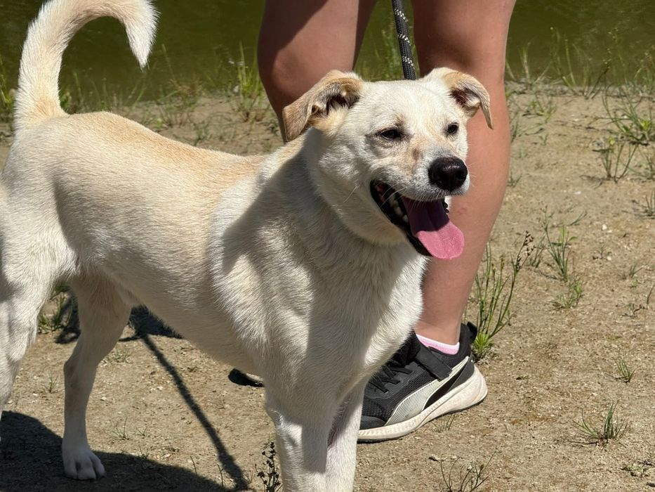 Kochający hulanki i swawole Twarożek ogłasza się do adopcji