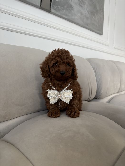 Pudel Toy Mini piesek red brown z rodowodem