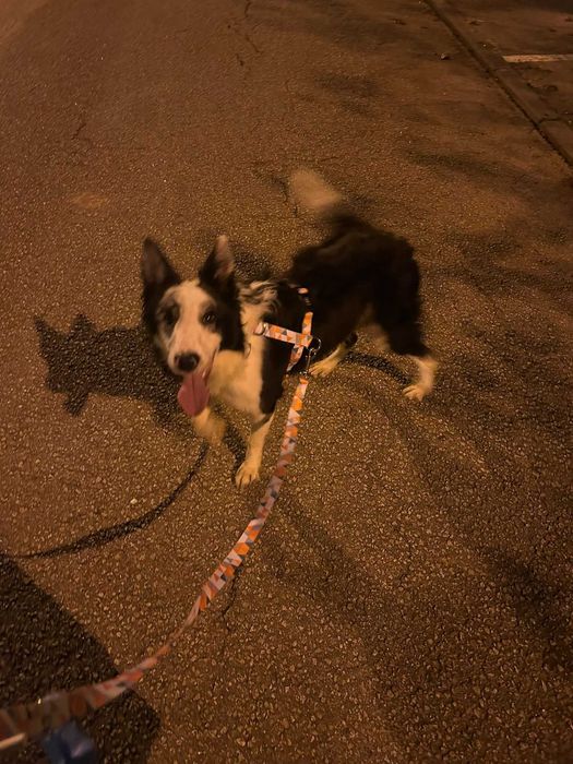 Cadela - Adoção Responsável