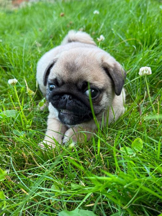 Mops Mopsik Mops