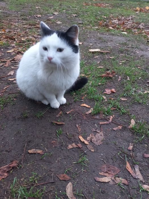 Мурчик шукає родину