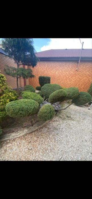 Работы в саду,обрезка деревьев винограроз,стрижка хвойных и их лечение