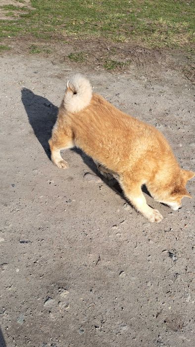 Akita inu piesek