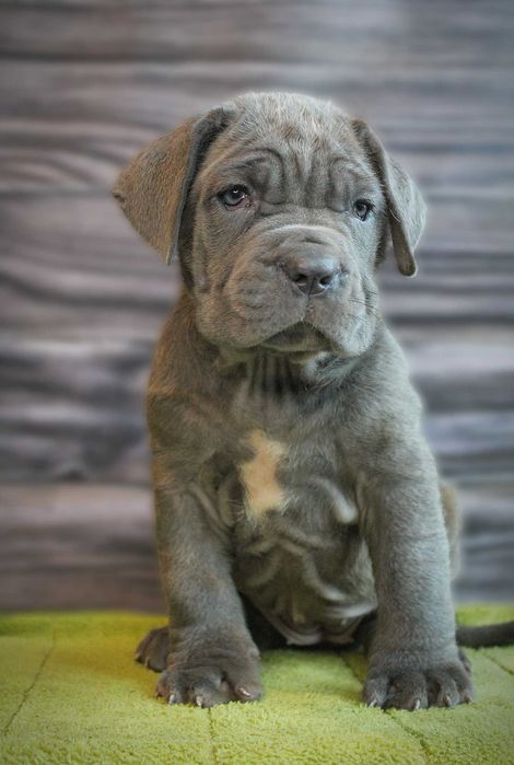 Мастино наполетано девочка