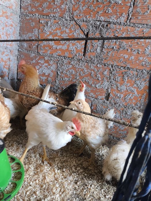 Leghorn, Jersey, pedrezes, garnizos e pintos de carne