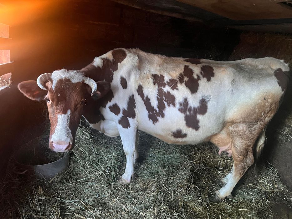 Продам гарну корову