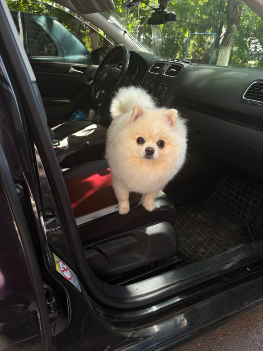 Вʼязка померанський шпіц