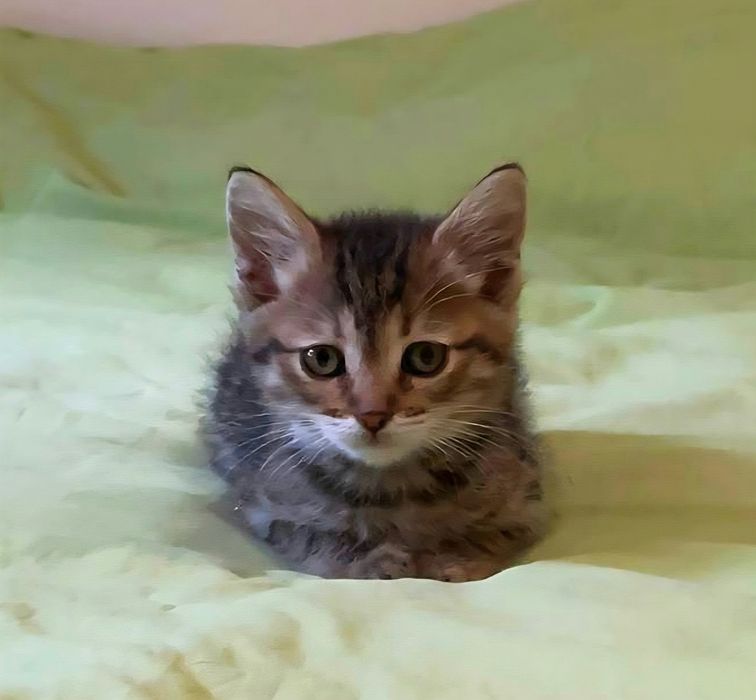 Кошенятка шукають дім